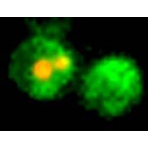 eGFP Annexin V and PI Apoptosis Kit (100 rxn)